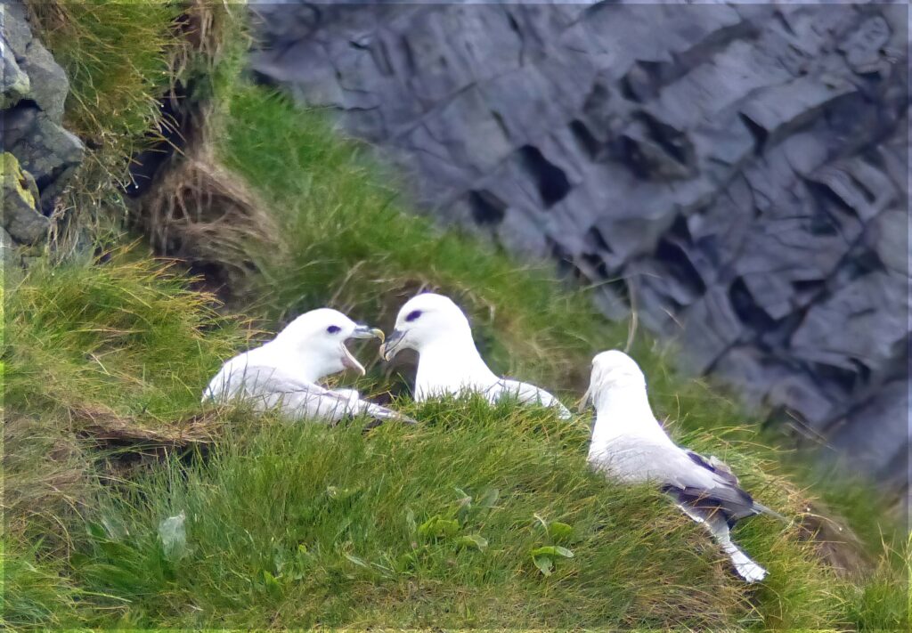 Three white birds on a patch of grass