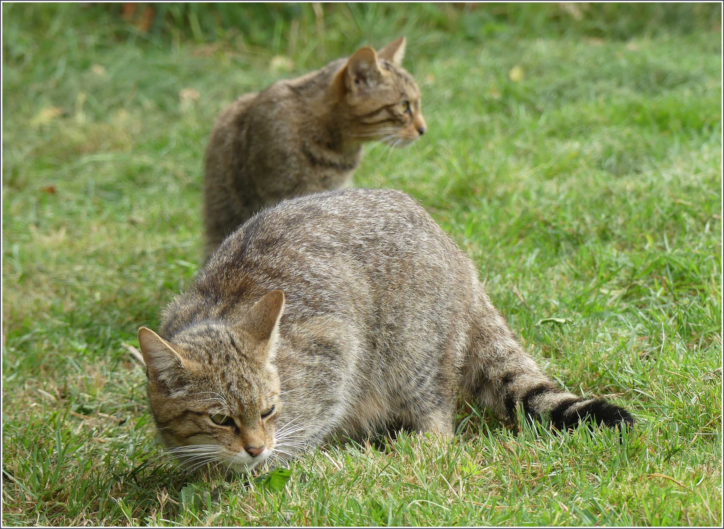 Gallery: in praise of cats - Travel with me